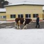 Корову-рекордсменку нашли в Татарстане Корову-рекордсменку нашли в Татарстане