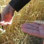 На Ставрополье проведен мониторинг состояния озимых посевов На Ставрополье проведен мониторинг состояния озимых посевов