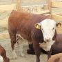 Более 30 элитных быков продано в ходе аукциона Prirechnoe-AgroFarm-2014 Более 30 элитных быков продано в ходе аукциона Prirechnoe-AgroFarm-2014