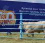 В Казахстане на аукционе был продан племенной скот на сумму 122 млн. тенге В Казахстане на аукционе был продан племенной скот на сумму 122 млн. тенге