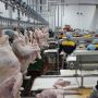 Казахстанский комплекс по производству мяса индейки увеличивает производство Казахстанский комплекс по производству мяса индейки увеличивает производство
