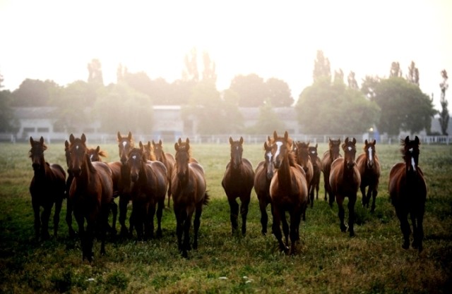 Ново александровский конный завод. Конезавод новокубанский. Конные торги. Конезавод восход краснодарский край. Конезавод новокубанский.