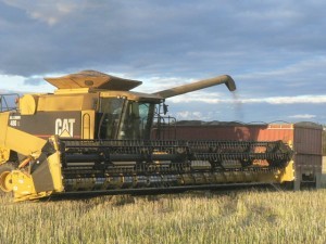 Marcus's Harvest 030