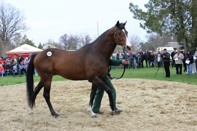 Новокубанский конезавод. Конезавод новокубанский. Конный завод в новокубанске. Памятник анилину новокубанск. Чесменский конный завод фото.