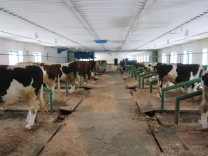 FOTO_16