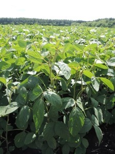 soya