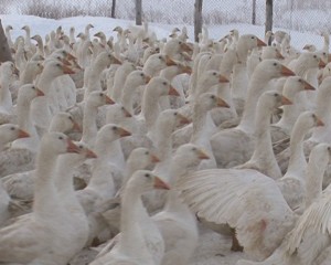 1 кудук чилик птицефабрика телефон