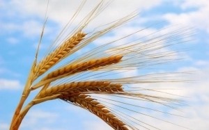 Когда заработает аграрное страхование с господдержкой?