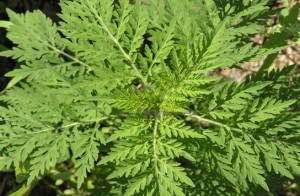 Emergent Vegetation of the Urban Ecosystem