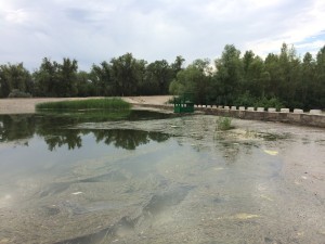 2015.08.11-подача воды_засуха_Волгоград