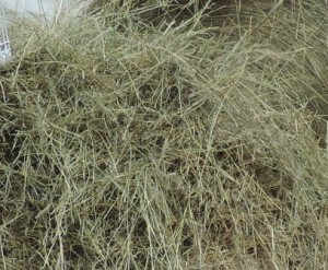 DSCN1118