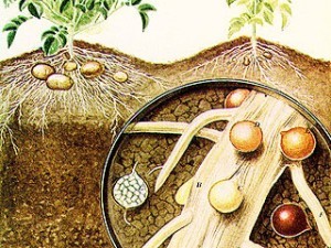 Золотистая картофельная нематода (фото из сети интернет)