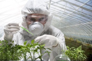 gmo