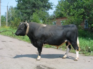 Росар