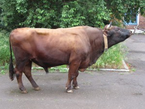 Юрок