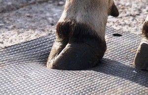 Great-Wall-Rubber-Stable-Mat-Horse-Rubber