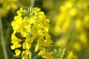 rapeseed-1173492_960_720