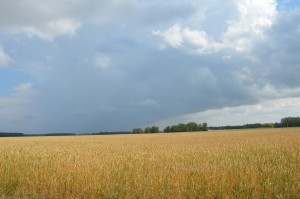 DSC_0323