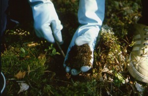 näytteenotto-humuskerrokses