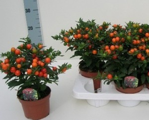 1370445809_world-plants.ru