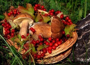 osennie_griby_foto_01