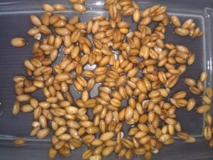 Zapah-Zerna