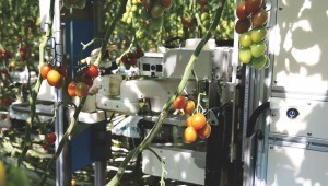 01_Tomato_Harvesting_Robot_2018_top