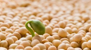 soy