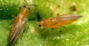 tripsa
