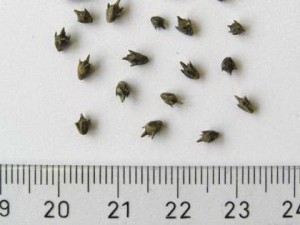 11 амброзия в сое