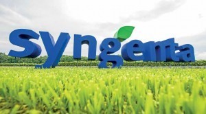 syngenta_field