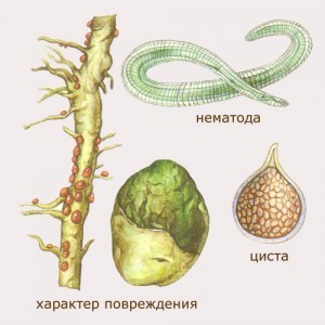 золотистая нематода