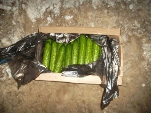 11.03огурцы