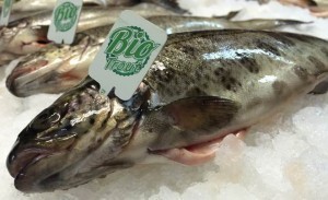форель_bio
