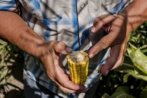 Кукуруза DEKALB
