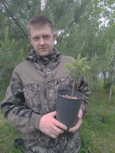 Оплетаев А.С._Ель-кипарис