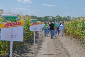 Делянки гибридов кукурузы DEKALB