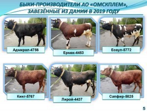 Презентация Омскплем Май_2019_Страница_5