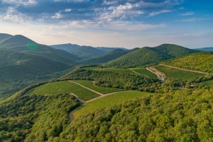 Виноградники Абрау-Дюрсо